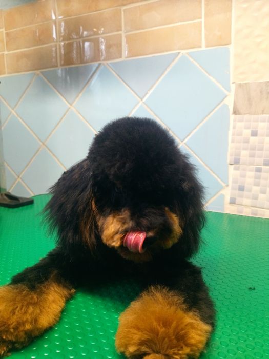 Девочка той пудель