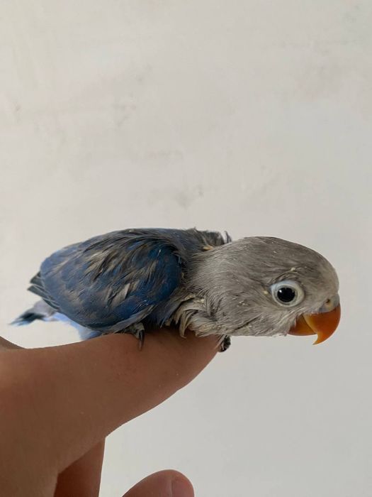 Ruchnoy popugay nerazluchnik