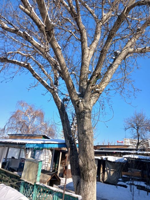 Продам ореховое дерево