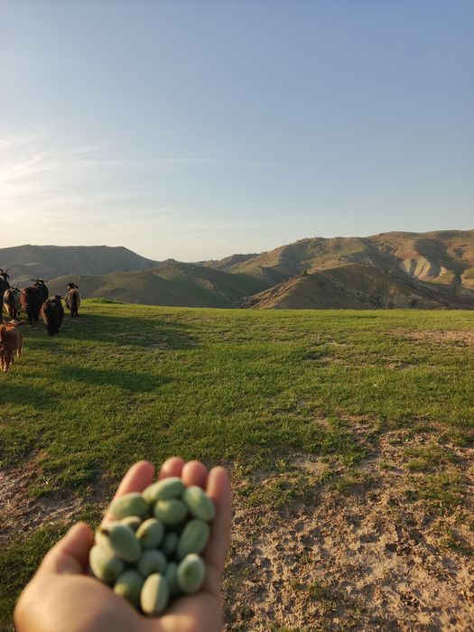 Dovcha dehqonobodniki