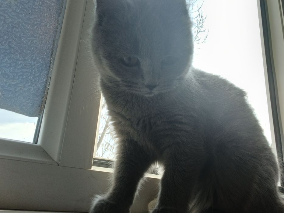 Mushuklar sotiladi xar xil paarodali