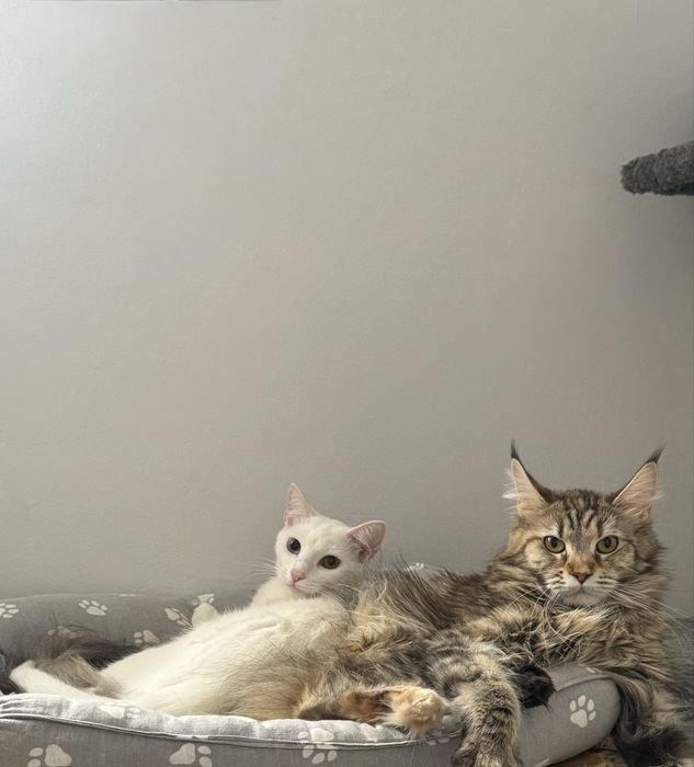 кошечка мейн кун!!