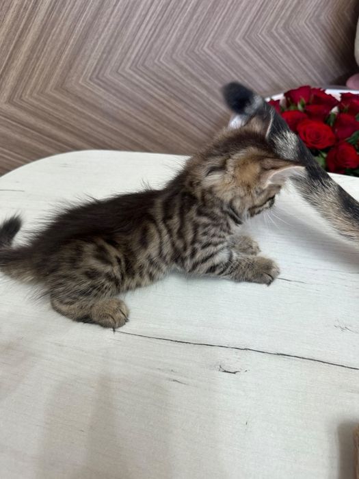 Ул бенгал мысык сатылады