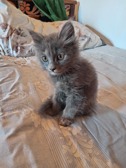 Mushukcha Zoti Strayd