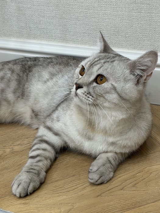 Продаю кота скоттиш страйт шотландский