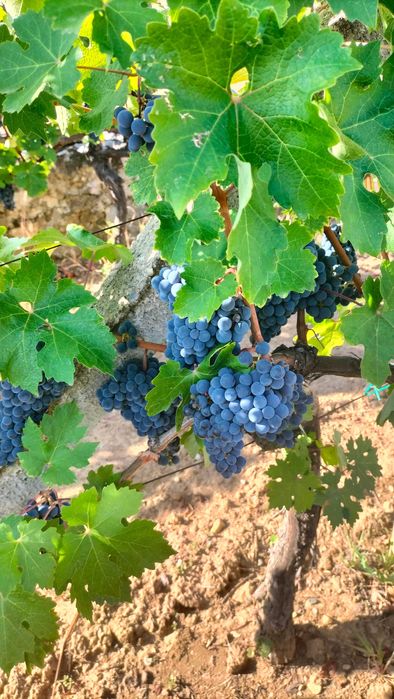 Struguri pt. vin Cabernet Sauvignon
