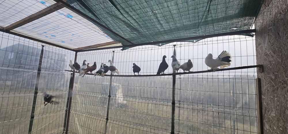 Porumbei standard si voiajori