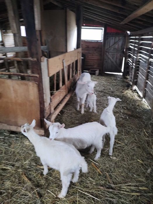 Vând 3 iede 6 saptamani