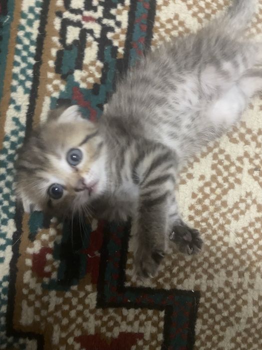 Котенки девочки отдам в хорошие руки.