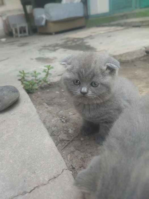 Пушистые комочки счастья скоттиш фолды