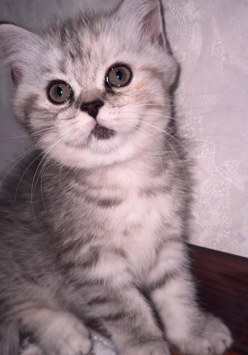 Кошка "Скоттишфолд" 2 месяца