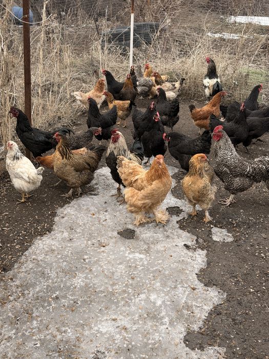 Продам красивых курей петухов