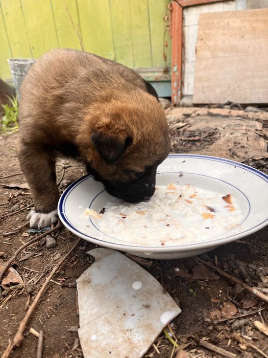 Щенки дворняжки!
