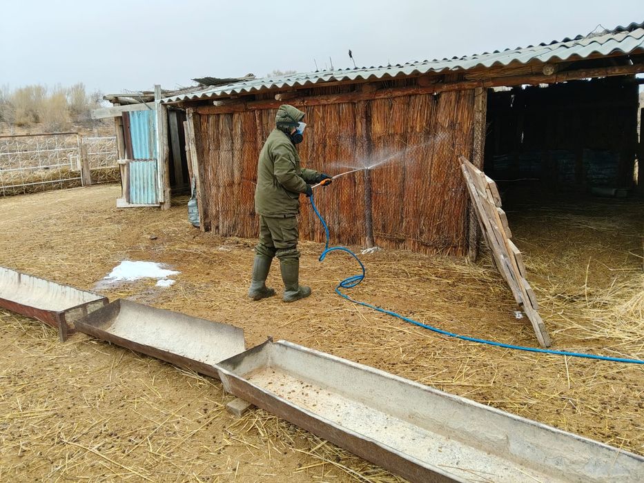 Дезинфекция. Кәсіби өңдеу.