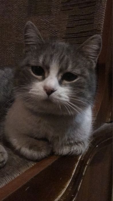 Котята - Крысолов