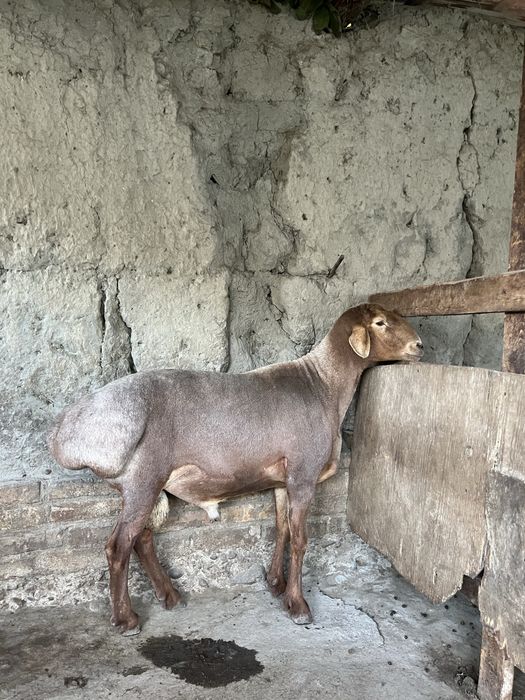 Arashan qochqor va sovluq sotiladi
