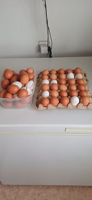 Продам домашние яйца