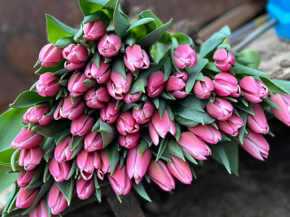 Принимаем предзаказы на тюльпаны