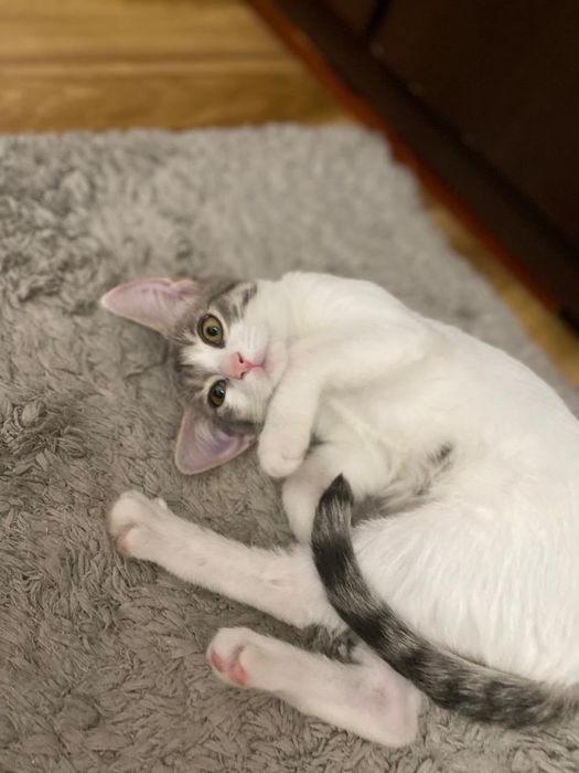 Кошечка ищет добрые руки