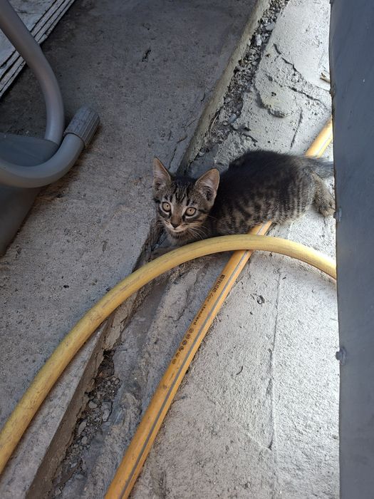 Отдам котят девочек