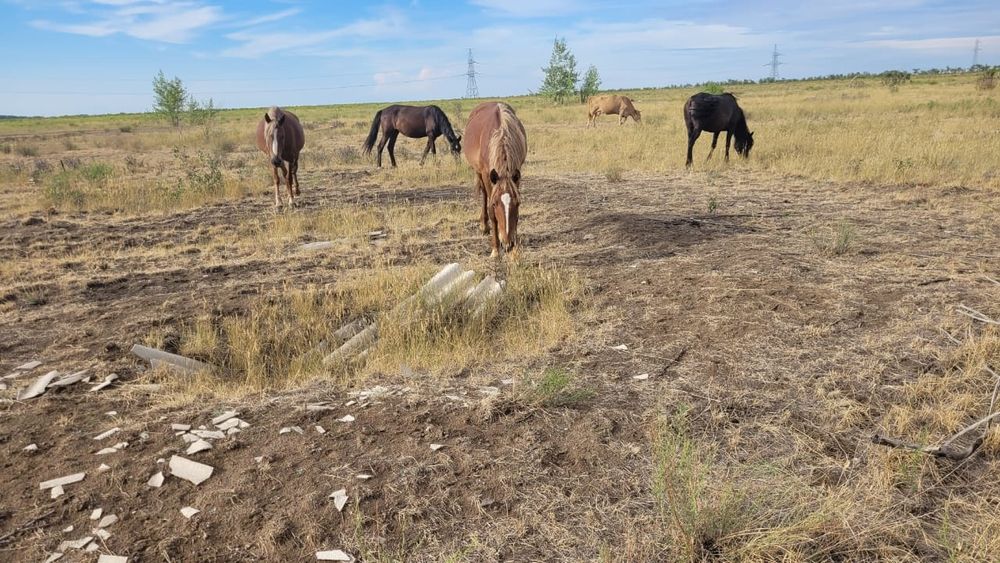 Лошади бараны крс