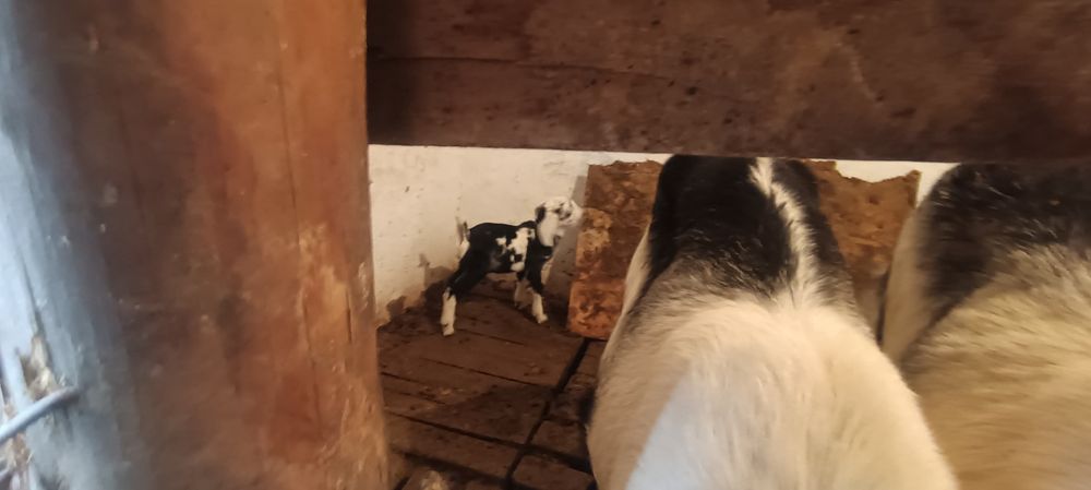 Сауынды ешки Пиякок пародалы