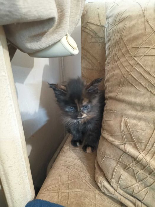 Мейн куун котенца