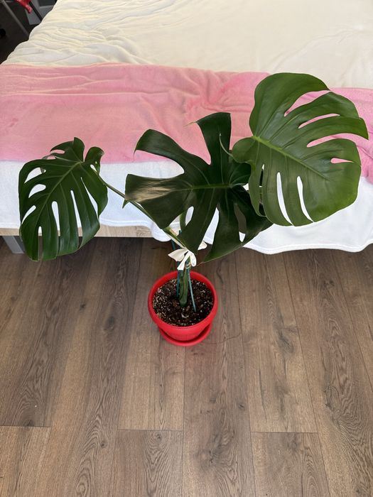 Monstera Deliciosa