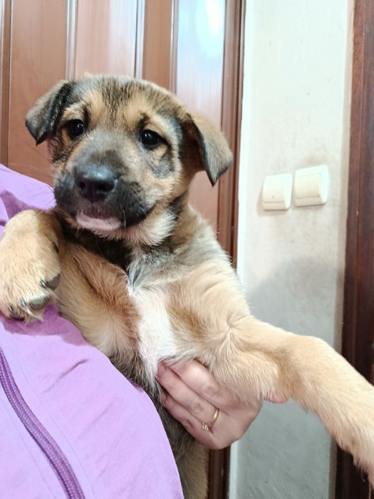 Търсите семейството за Кученце