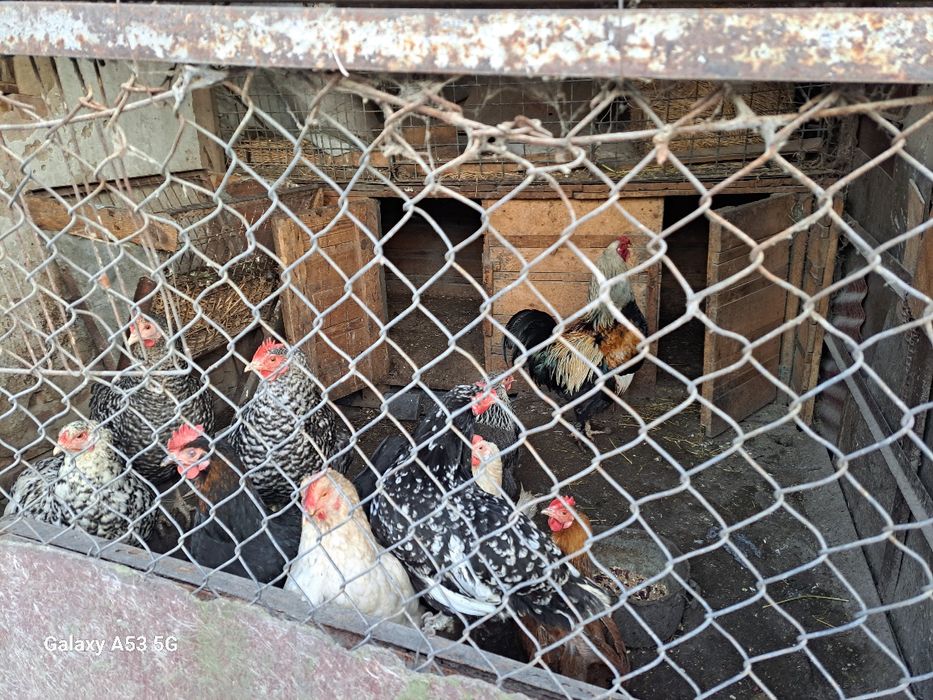 Кур и петухов продам