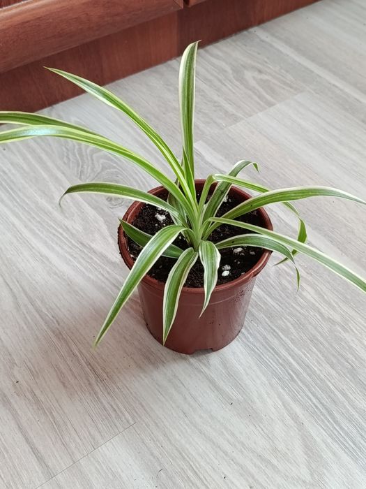Продам комнатные растения