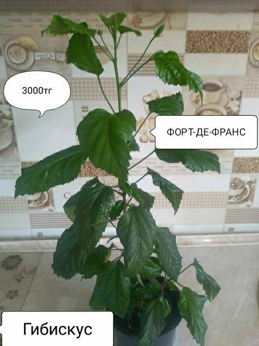 Продам Гибискус .