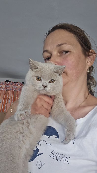 British shorthair lilac