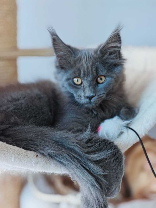 Продавам коте мейн-кун