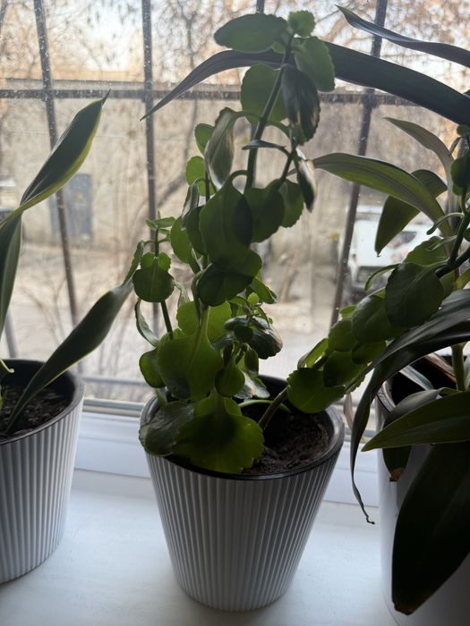 Продам комнатные цветы