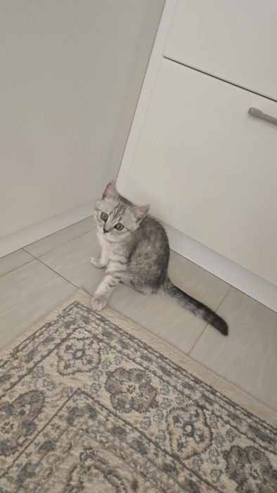 Продается милый котёнок