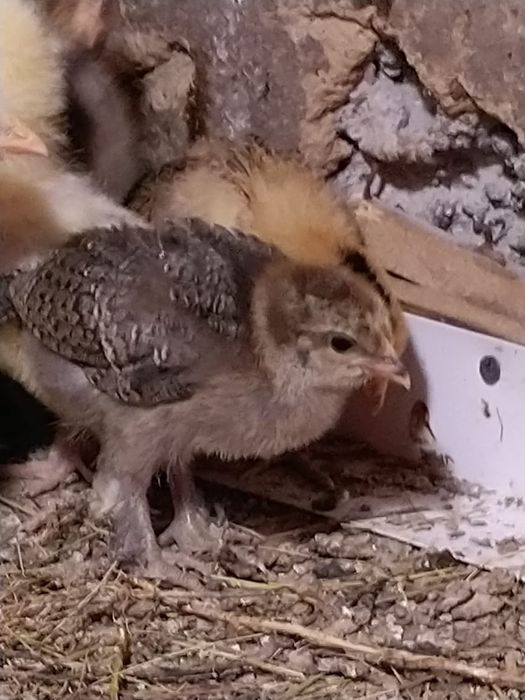 Цыплята домашние