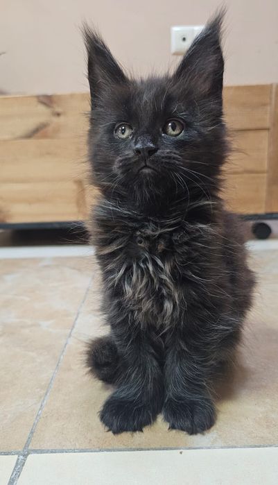 Элитные Котята Мейн-кун в Рассрочку