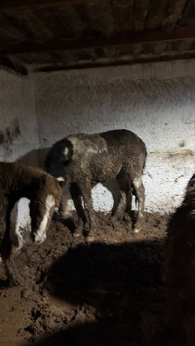 Тай откорм жылқы конина