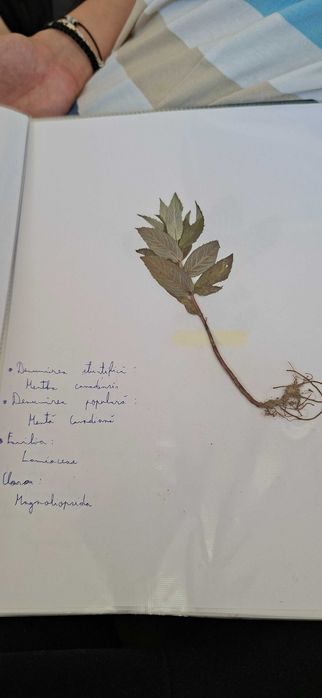 Ierbar cu 25 plante