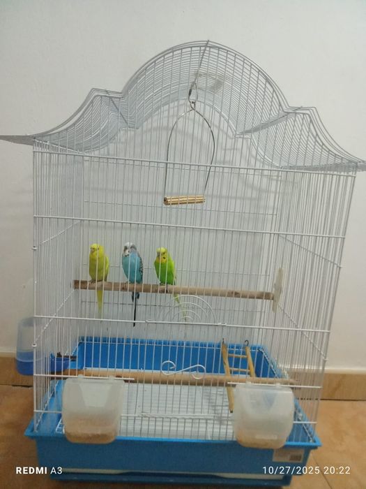 Vând perusi cu tot cu cușcă  (toți 3)