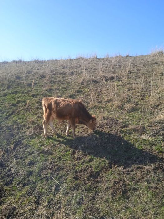 теленок 1 год