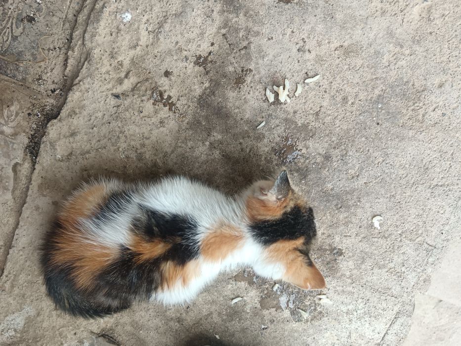 O'rgangan uy mushuklari