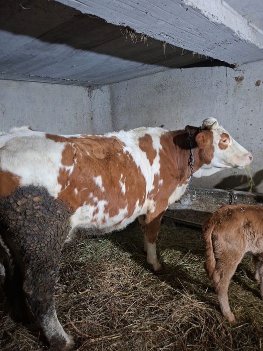 Vând vacă și vițcă