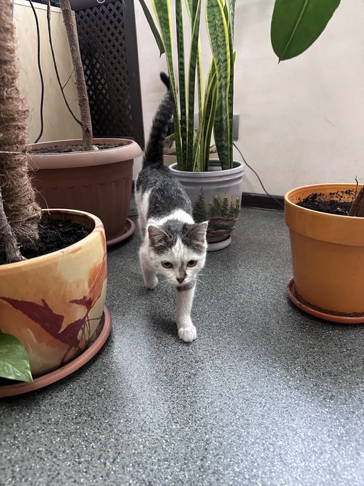 Кошечка, кошка, ласковая