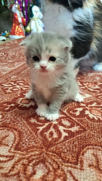 Персидские котята