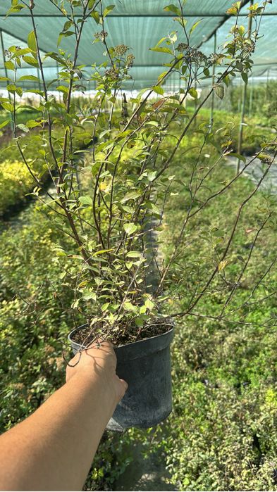 Кустарники                  ,