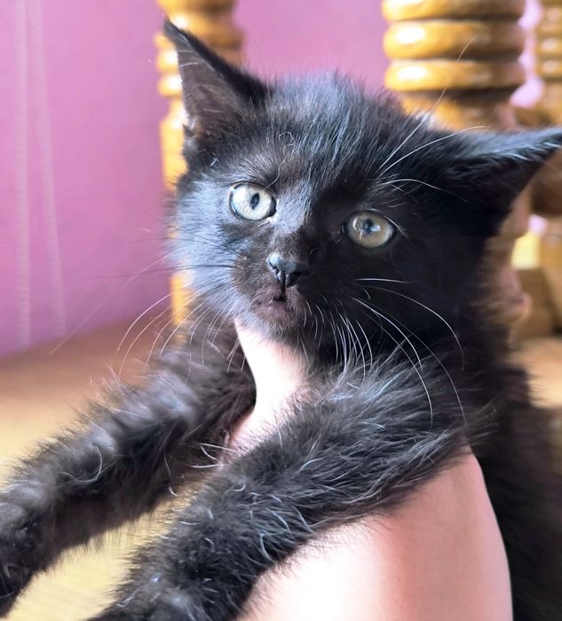 Котенок девочка ищем дом