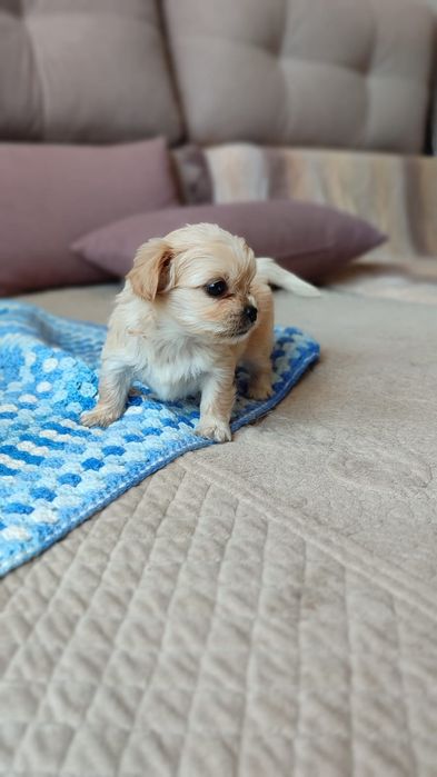 Продам щенка метисы