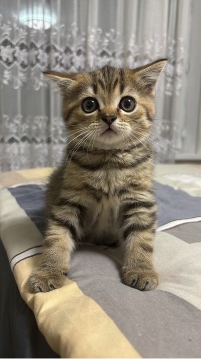 Продам котят     .